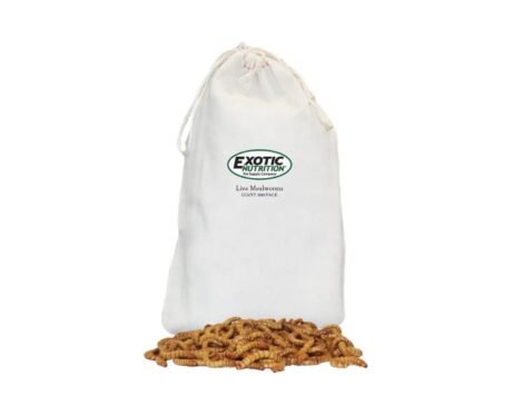 Nutrition Live Mealworms